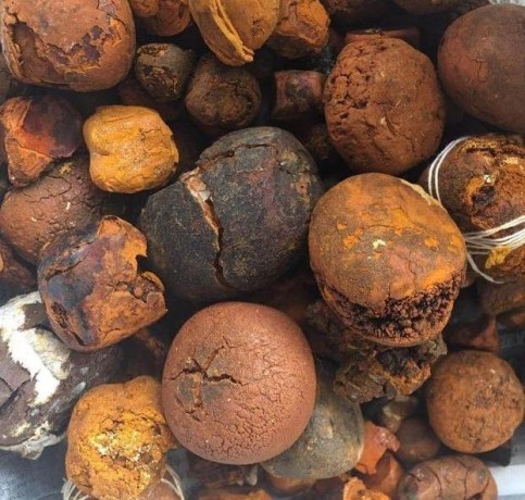 buy-cow-ox-gallstone-available-on-stock-now-at-whatsapp-237673528224-big-0